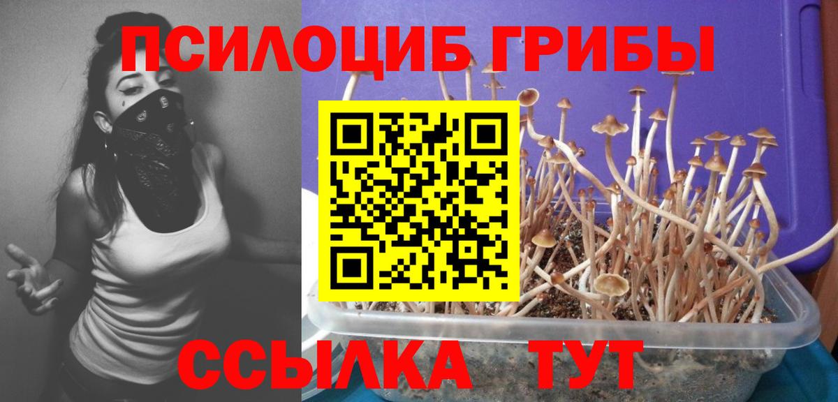 Галлюциногенные грибы Psilocybe Усть-Лабинск